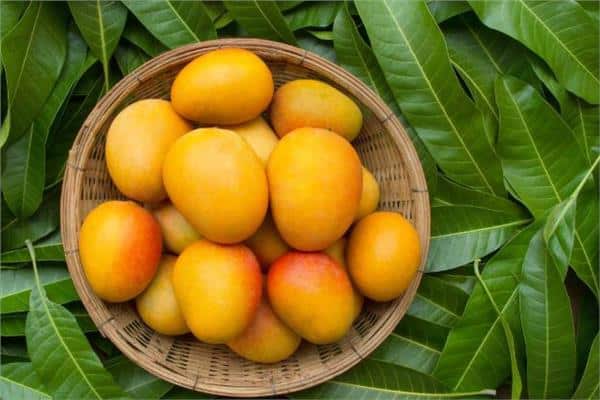 فوائد تناول المانجا للصحة العامة والجسم