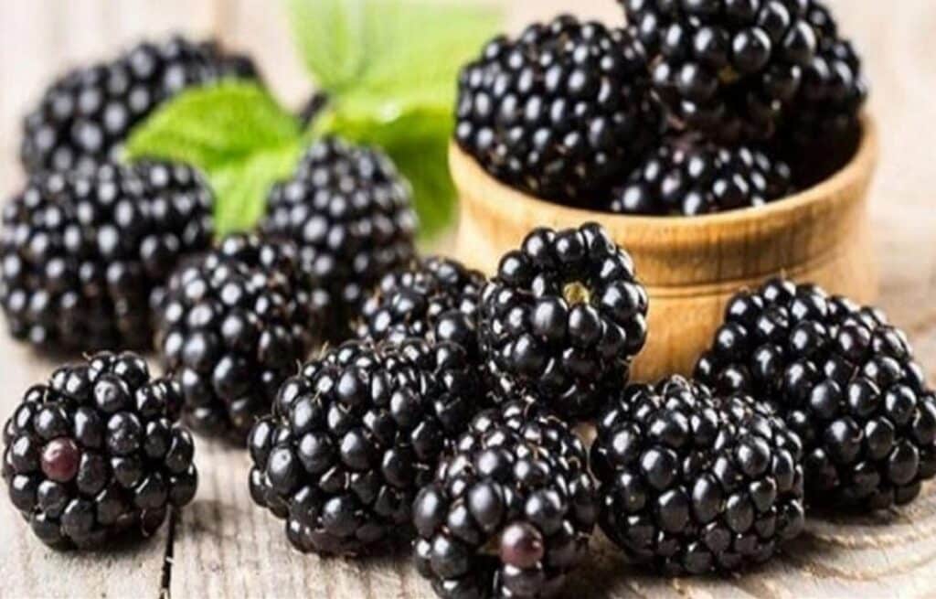 التوت الأسود