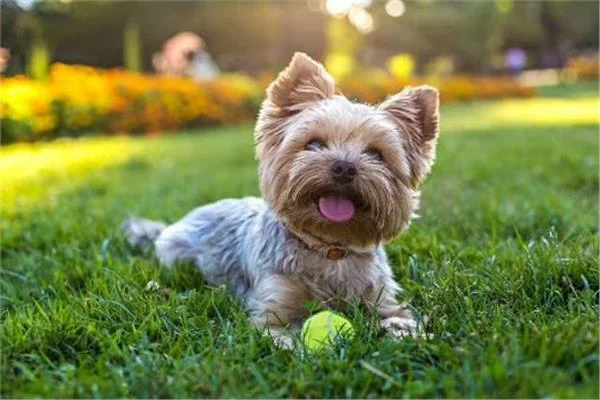 هذه النباتات يجب أن تبقي كلبك بعيدًا عنها