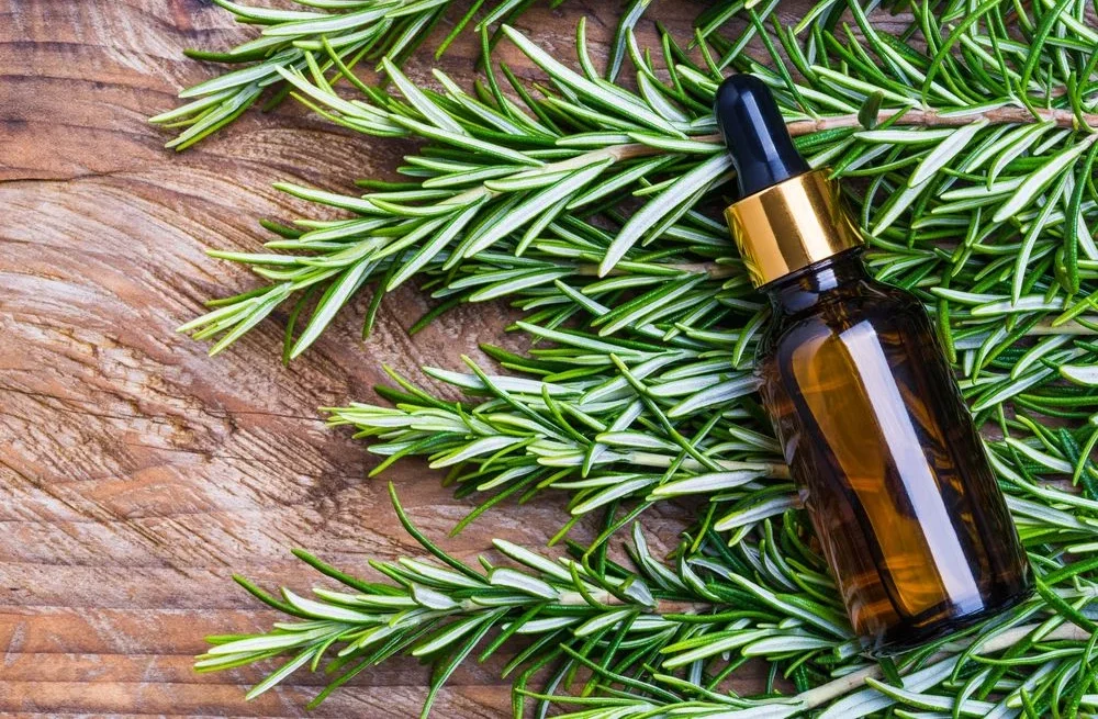 فوائد استخدام زيت الروزماري.. تعرف عليها