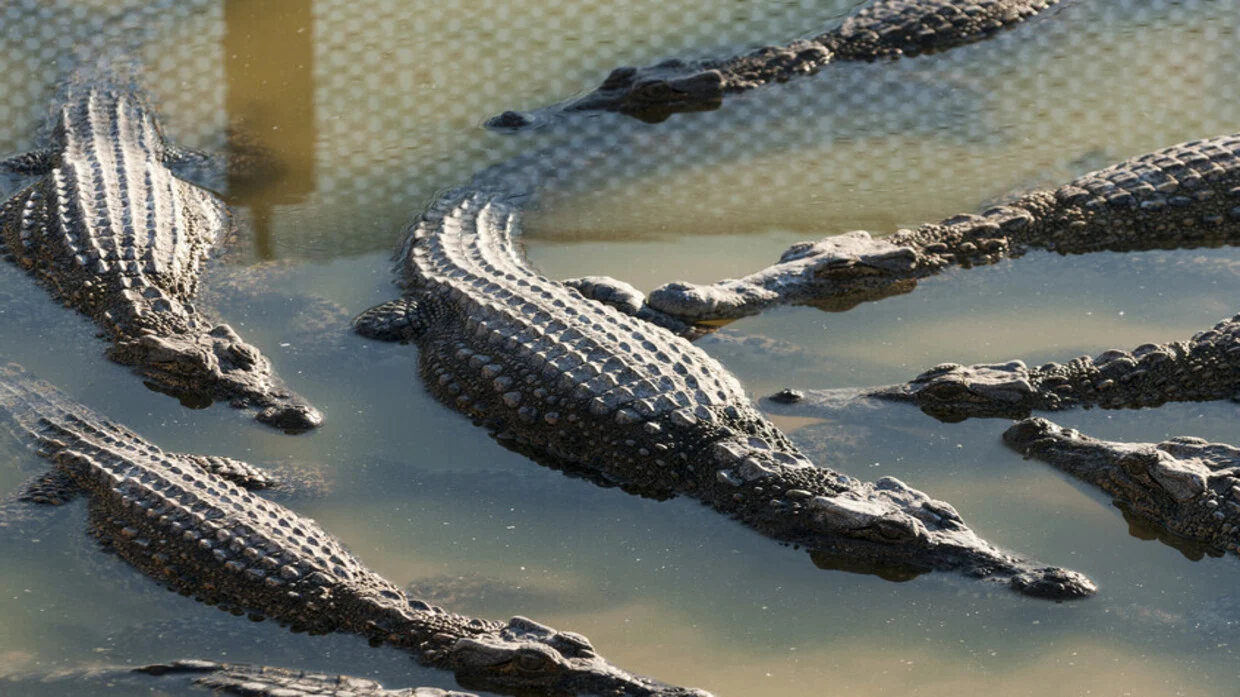 بسبب الأمطار الغزيرة.. 200 تمساح يضطرون لغزو شمال المكسيك