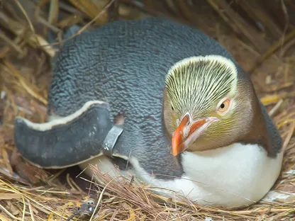 بطريق "هويهو" النيوزيلندي يتوج بطيراً للعام للمرة الثانية