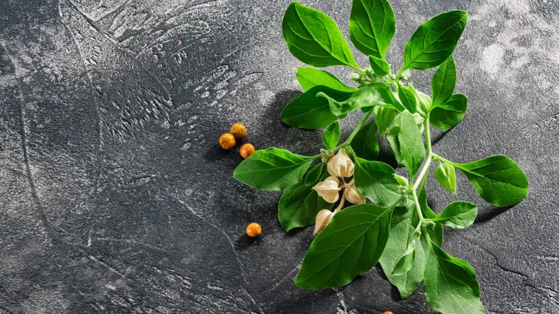 الأشواغاندا: سر الشباب الدائم والصحة المثالية