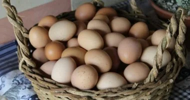 تجربة مثيرة: طالب طب يتحدى الخرافات ويتناول 720 بيضة في شهر!