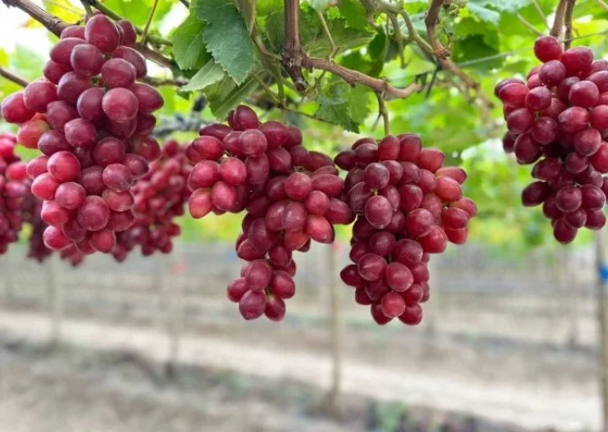 العنب الأحمر