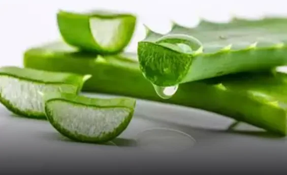 الألوفيرا