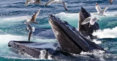 "الحوت الأحدب يبتلع شابًا ويلفظه مرة أخرى" يتصدر تريندات جوجل