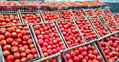 حول 30 سلالة طماطم من العادي إلى الاستثنائي 