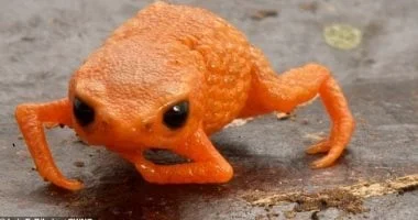 ضفدع يشبه قرع العسل في غابة يطلق عليه اسم رئيس برازيلي 