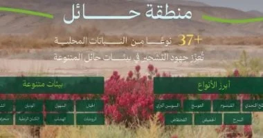المبادرة الوطنية للتشجير بالسعودية: الطلح والقيصوم من أكثر النباتات المحلية انتشارًا بحائل 