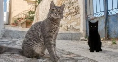 إقامة مجانية في جزيرة يونانية لعشاق القطط بشرط رعايتها 