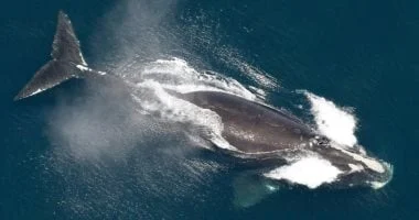 ولادات قليلة تنقذ مؤقتًا أندر حيتان العالم، وخطر الانقراض قائم 