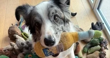 دراسة علمية: الكلاب تستمع إلى أصحابها وتفهم حديثهم 