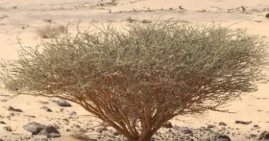 الوطنى للتشجير يكشف أهم النباتات المحلية الملائمة للتشجير في نجران 