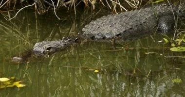 صياد منحوس قفز في النهر خوفًا من الأفيال فالتهمه تمساح في زامبيا 