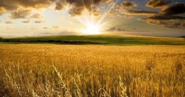 تفسير حلم القمح: صحة وقوة أم يقظة وضغوط؟ 