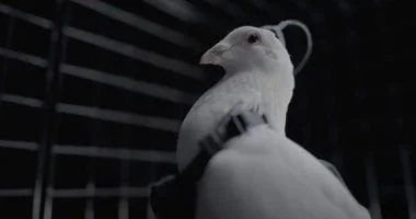 شركة روسية تروج لاستخدام غرسات دماغية لتحويل الحمام إلى أجهزة مراقبة 