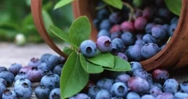 من مكونين.. أفضل مزيج غذائي لدعم صحة الدماغ والإدراك 