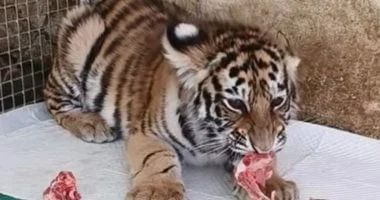 انتقادات لحديقة حيوان صينية بسبب استخدام شبل نمر نافق لجمع التبرعات 