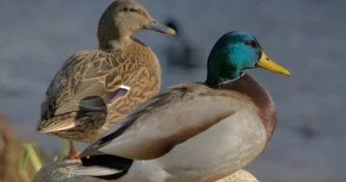 هل البطة مضغوطة أم مسرورة؟ كاميرات ذكية تراقب حركاتها 