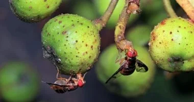 عين إلكترونية مستوحاة من ذباب الفاكهة تتيح للروبوت رؤية 180 درجة 