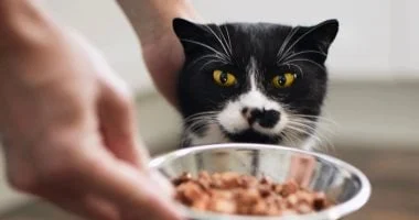 23 ألف دولار أرباح رجل صيني من خدمات إطعام القطط خلال أسبوع العطلة 