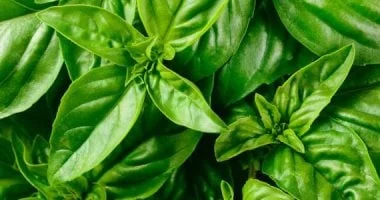 6 أعشاب تضيفها إلى طعامك لتحسين صحتك 