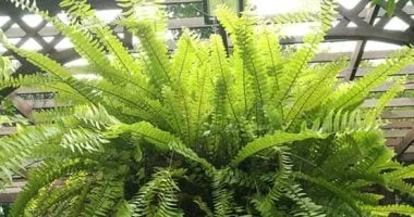 ما أول نبات على الأرض وبداية حياته على اليابسة؟ 